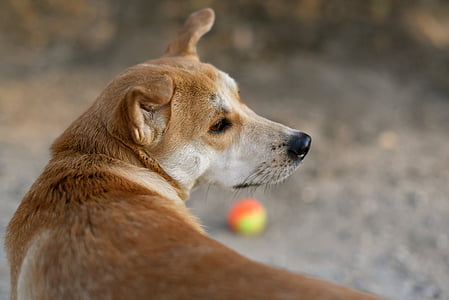 câine, mingea, animal de casă, animale, cîine joc, drăguţ, fericit