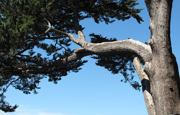 Cypress Tree, Silver bark träd, närbild cypress