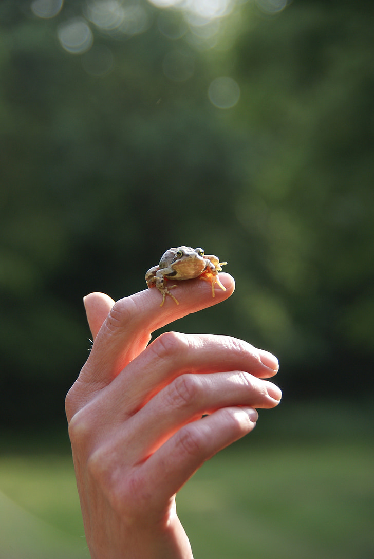 broasca, natura, Little frog