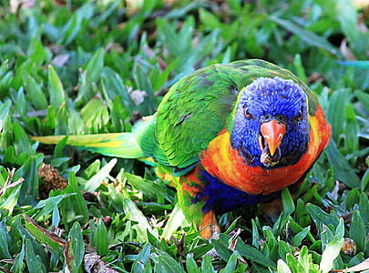 parrot, ara, colorful, birds, parrots
