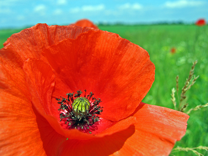 poppy, meadow, flower, blossom, bloom, summer, colorful