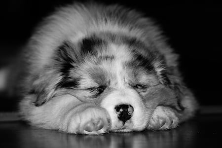 pies, szczeniak, nos, snu, zwierzęta, zwierząt, ładny
