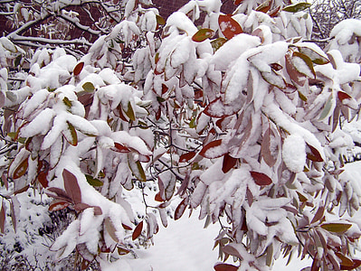 snow, trees, winter, season, cold, december, landscape
