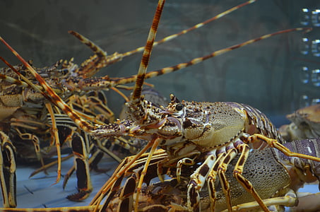 aquatic, close -up, crab, crustaceans, food, invertebrate, lobster