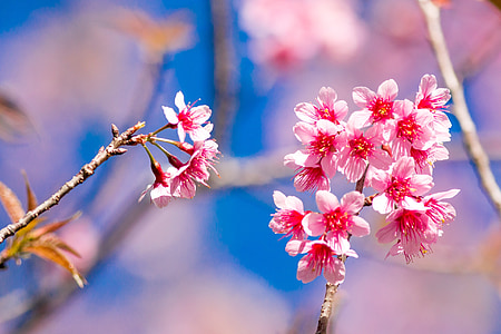 cseresznye muangthai, Tiger hill, virágok
