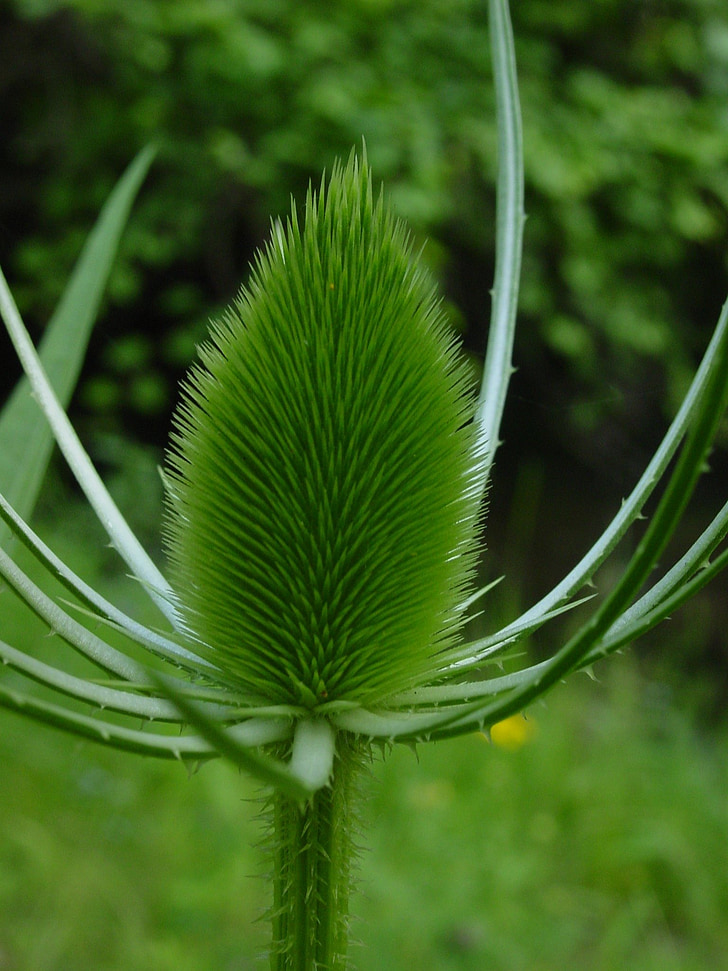 thistle, green, plant, prickly, pointy, spiny