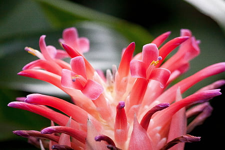 coussapoa villosa, fleur, Inflorescence :, rouge, orange, Brésil, Guatemala