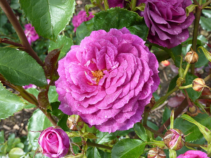 color de rosa, flor, floración, Rosas cubresuelos, English rose, púrpura, rosa