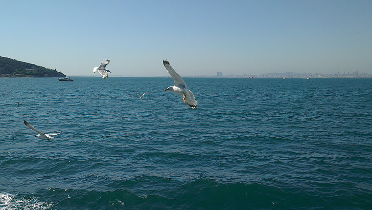 Turki, Istanbul, Büyük ada, burung camar, gelombang, air
