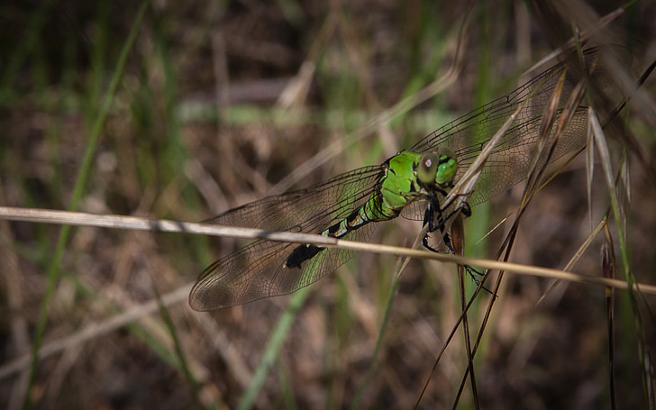 Dragonfly, hmyz, Příroda