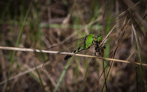 Dragonfly, insect, natuur