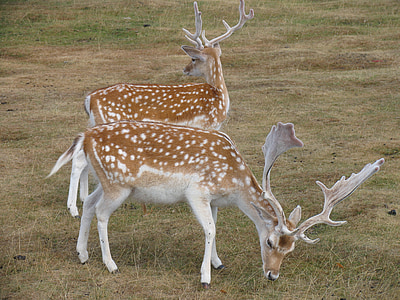 鹿, 自然, 动物, 野生动物, 牡鹿, 英格兰