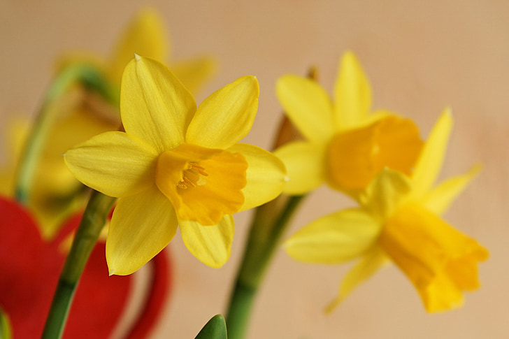 blomma, Blossom, Bloom, Daffodil, Narcissus, våren