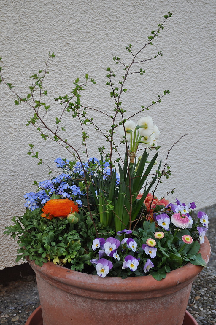 spring greetings, planted cup, spring flowers