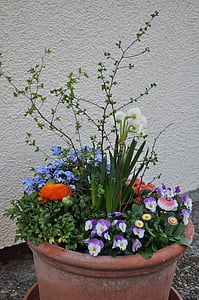 jarné pozdravy, vysadené cup, jarné kvety