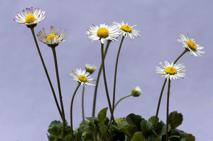 bunga, Daisy, makro, putih, padang rumput, musim semi