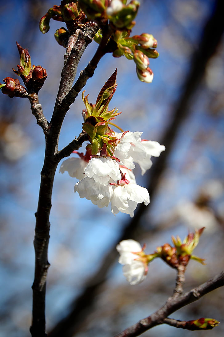 cseresznye, Blossom, Bloom, tavaszi, cseresznyevirág, makró, fióktelep