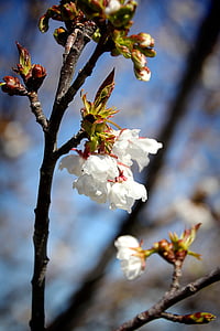 trešnja, cvijet, cvatu, proljeće, Trešnjin cvijet, makronaredbe, grana