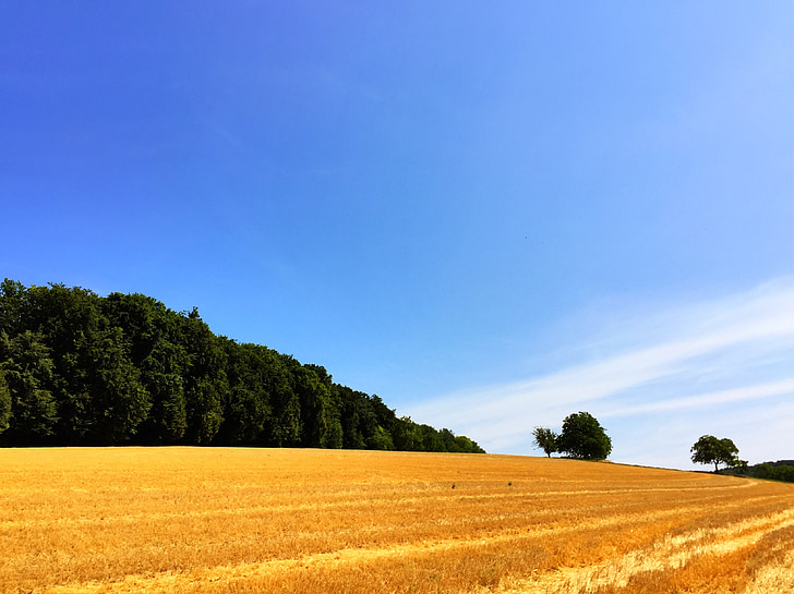 field, straw, harvest, landscape, sumer, dry, wheat