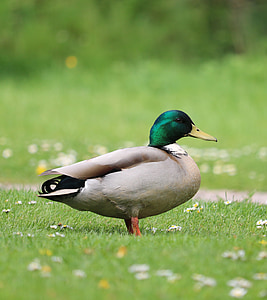 duck, mallard, grass, flowers, bird, waterfowl, male
