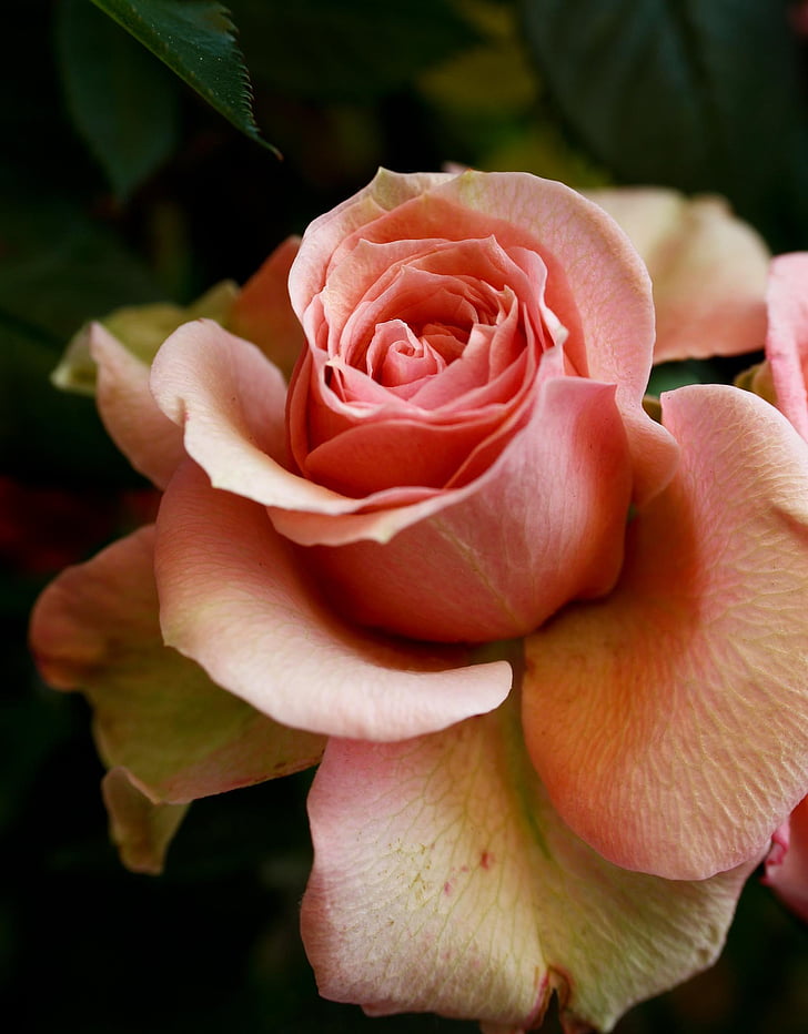 rosa, fiori di rosa, fiore, Blossom, Bloom, fragranza, bellezza