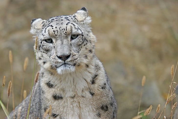 snow leopard, irbis, big cat, predator, noble, stains, animal portrait