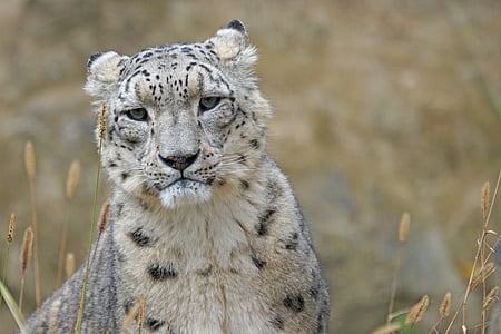 λεοπάρδαλη χιόνι, IRBIS, μεγάλη γάτα, αρπακτικό, ευγενής, λεκέδες, Πορτραίτο ζώου