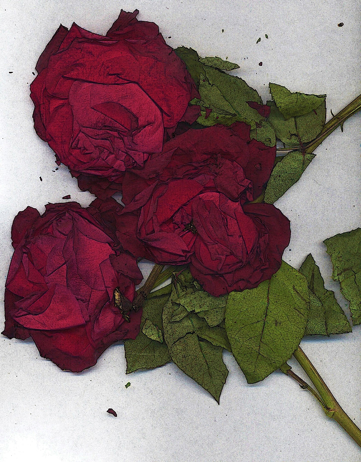roses, red, flowers, dried, artistic, art work, paintings
