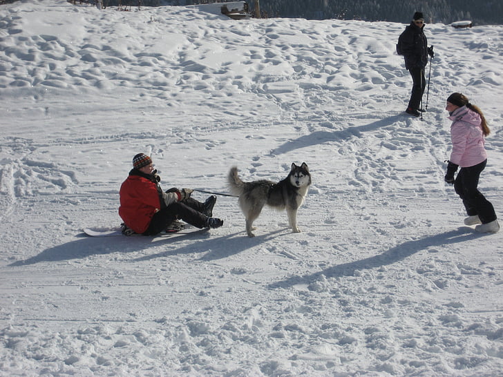 winter, sneeuw, wit, Husky, slede honden