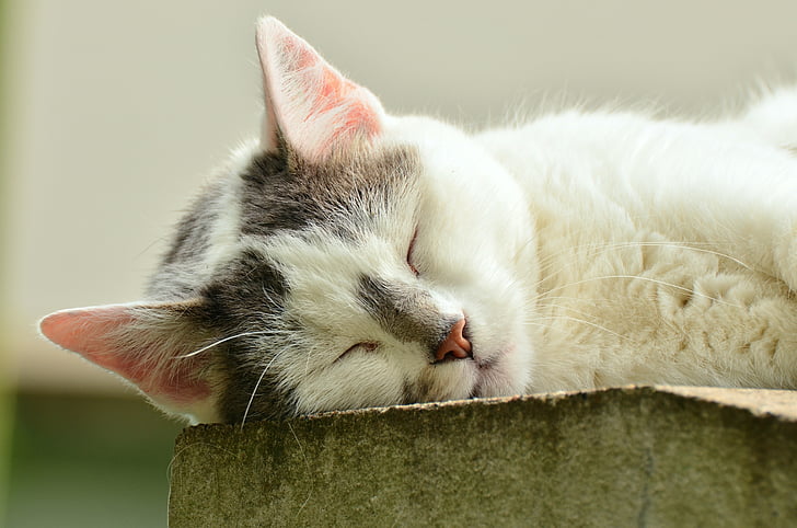 katė, katės veidą, miego, išnaudotos, balta katė, naminių gyvūnėlių, naminė katė