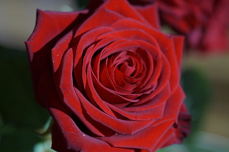 Rožė, raudona, raudona rožė, gėlė, žiedų, žydėti, rožės žydi
