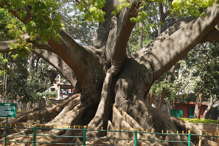 drzewo, 200 lat, Bangalore, ogród