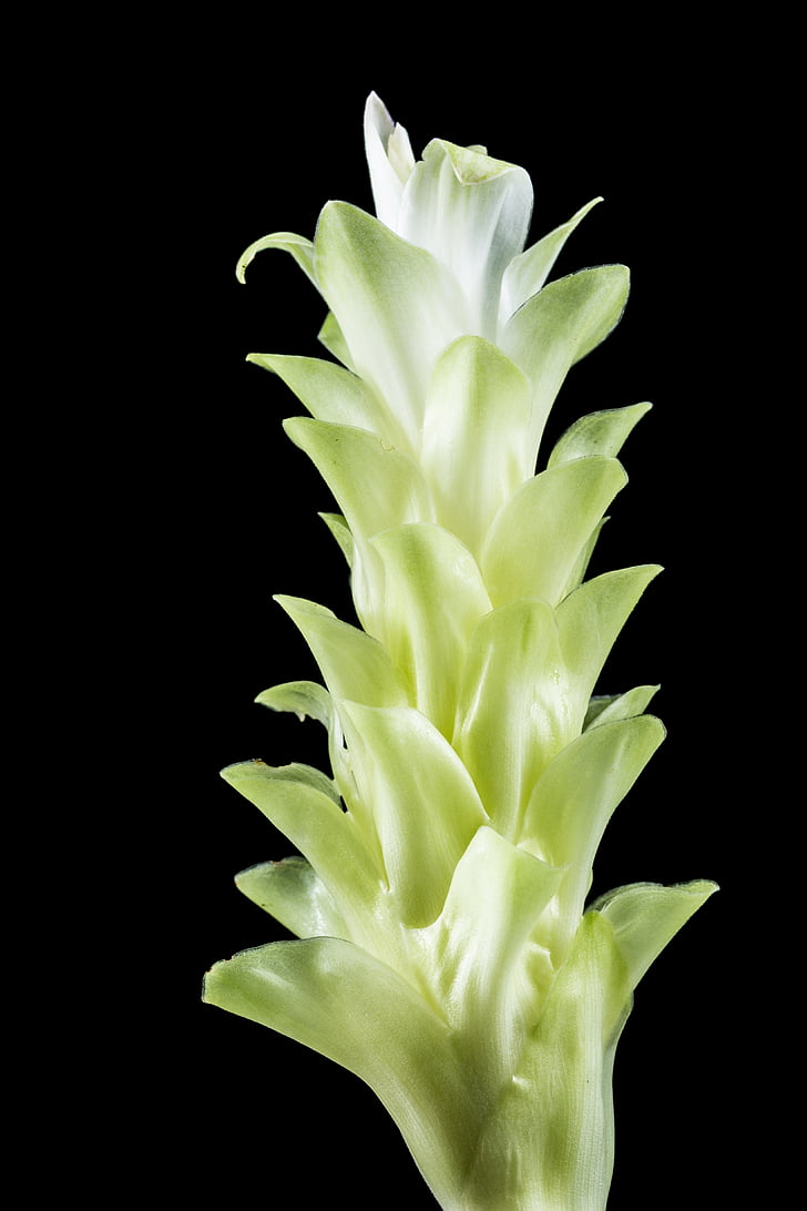 květ, květ, Bloom, bílá, zelená, Zavřít
