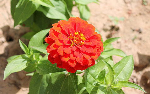 Zinnia, astrov, flors del jardí, família asteraceae, flors de color vermell, flor vermella, flors