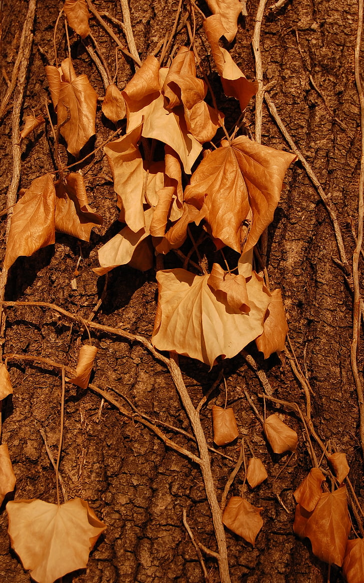 jeseni, listov, listje, padec, padel, suho, drevo