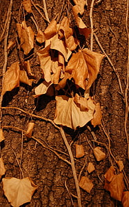 jesen, list, lišće, jesen, pali, suha, drvo