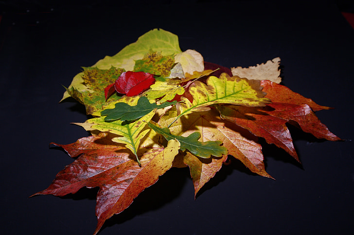 lá, mùa thu lá, đầy màu sắc, mùa thu, lá trong mùa thu, mùa thu lá, màu đỏ