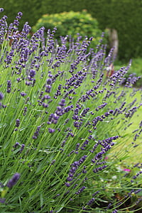 lavender, flower, blossom, bloom, purple, nature, lavender flowers