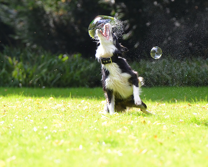 soap bubbles, dog, dog hunting soap bubbles, playful, border collie, funny, outdoors