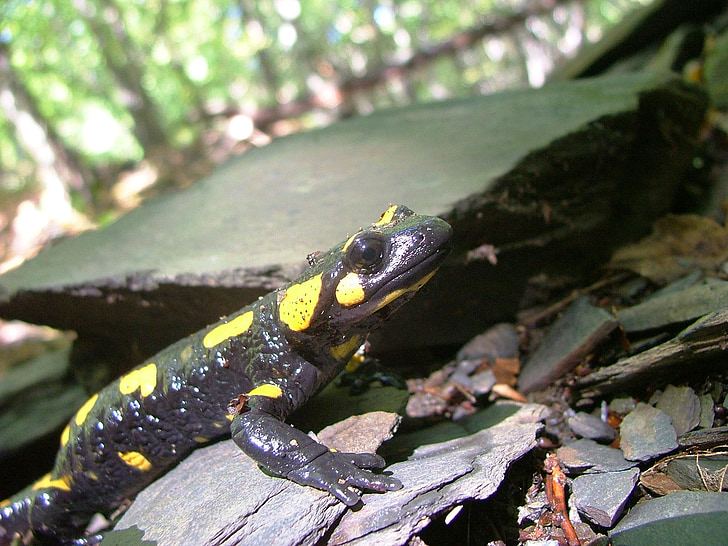 Salamandra, bosque, cara de vigyori, haya hg, lökvölgy, animal, naturaleza