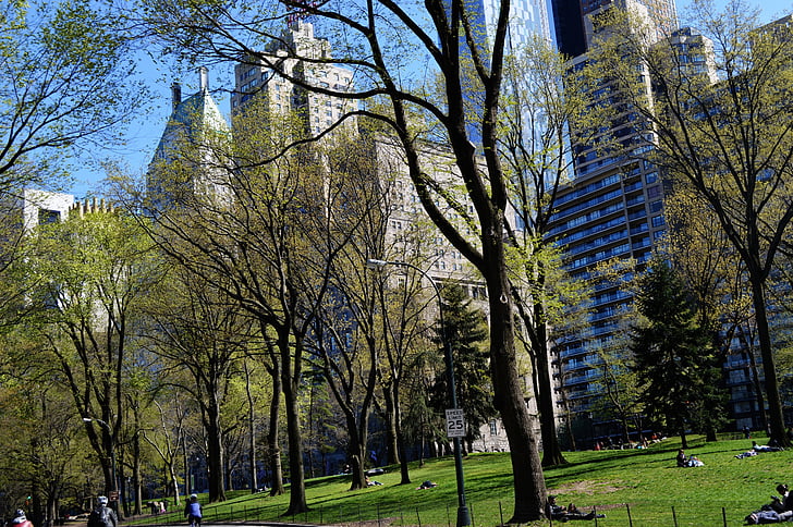 Central park, Newyork, Yeşil, tatil, binmek