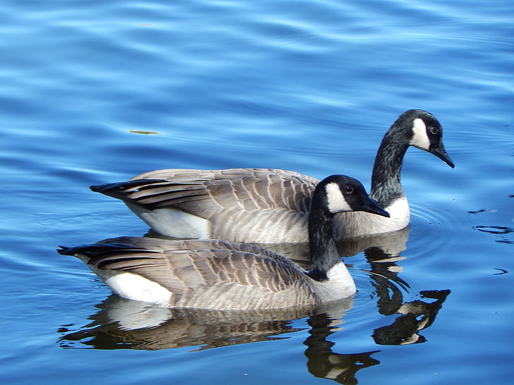 Canada goose, gæs, Canada, vandfugle, gås, vand, søen