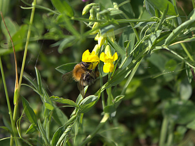 bee, flower, insect, honey, flowers, animals wildlife
