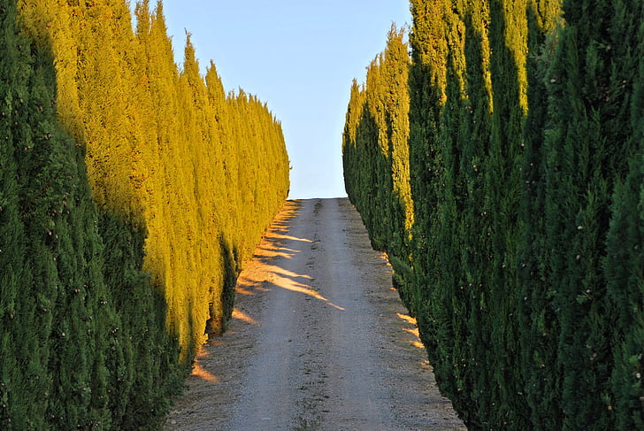 Cypress træer, Toscana, Siena, Italien, castelnipvo bereradenga, Viale