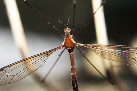 insect, Close-up, Mosquito, kleurrijke