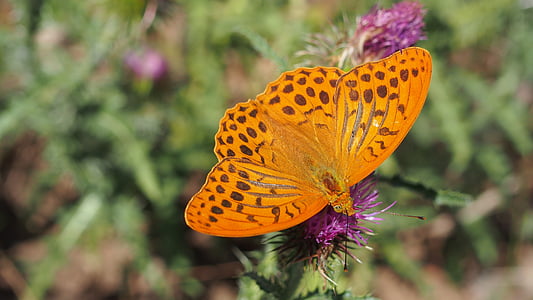 Schmetterling, Natur, Makro, Blume, Schmetterling - Insekt, Insekt, Anlage