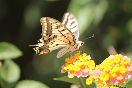 papallona rei, cua d'Oreneta, papallona de Grècia, groc, Probòscide, flor, vida silvestre