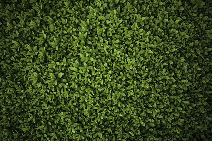 verd, planta, patró, fulles verdes, Politica, Ligustrum, color verd