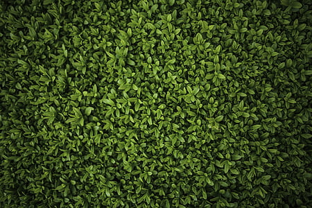 Grün, Anlage, Muster, grüne Blätter, Liguster, Ligustrum, grüne Farbe