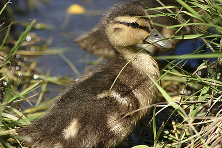 pače, patka, mala patka, beba, ptica, priroda, biljni i životinjski svijet